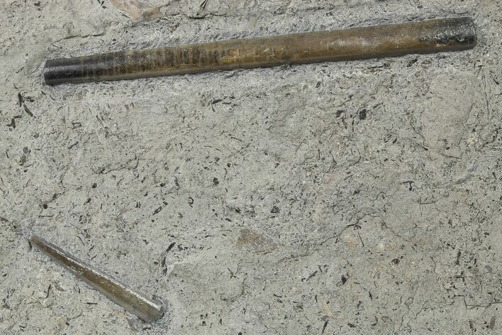 Fossil Belemnite (Acrocoelites) - Germany #264600